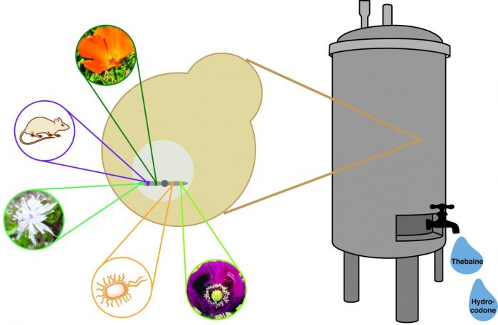 Генетически модифицированные дрожжи вырабатывают опиаты из сахара - 2