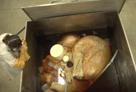 Ученые показали сердце синего кита - 2 1