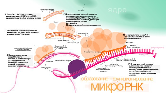 Раковые клетки теоретически можно перепрограммировать на нормальную работу - 2