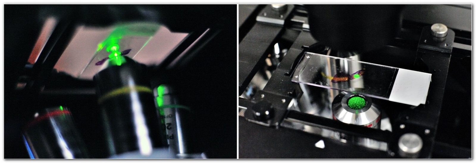 «Диагностировать рак поможет лазер», или Как устроен лазерный флуоресцентный гиперспектральный микроскоп - 17