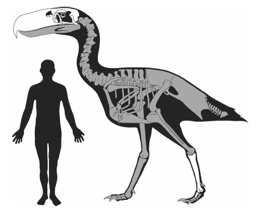 Сравнительная физиология динозавров и птиц. Популярно о малоизвестном. Часть 1 «Кости титанов» - 19