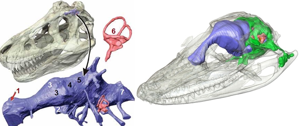 Сравнительная физиология динозавров и птиц. Популярно о малоизвестном. Часть 1 «Кости титанов» - 20