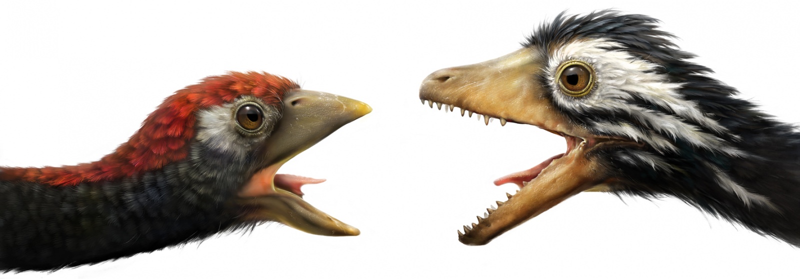 Сравнительная физиология динозавров и птиц. Популярно о малоизвестном. Часть 1 «Кости титанов» - 1