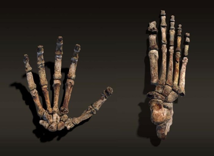 Homo naledi: обнаружен новый вид древних людей - 3 Homo naledi: обнаружен новый вид древних людей - 3