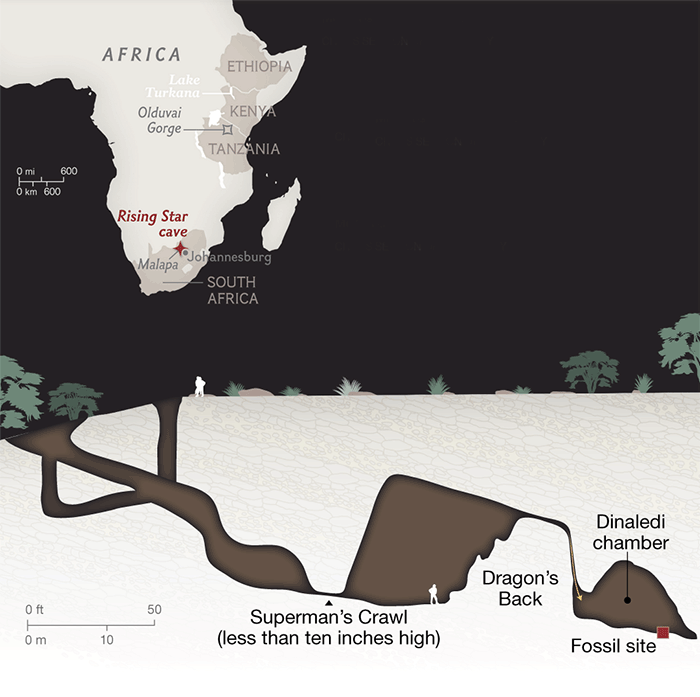 Homo naledi: обнаружен новый вид древних людей - 4 Homo naledi: обнаружен новый вид древних людей - 4