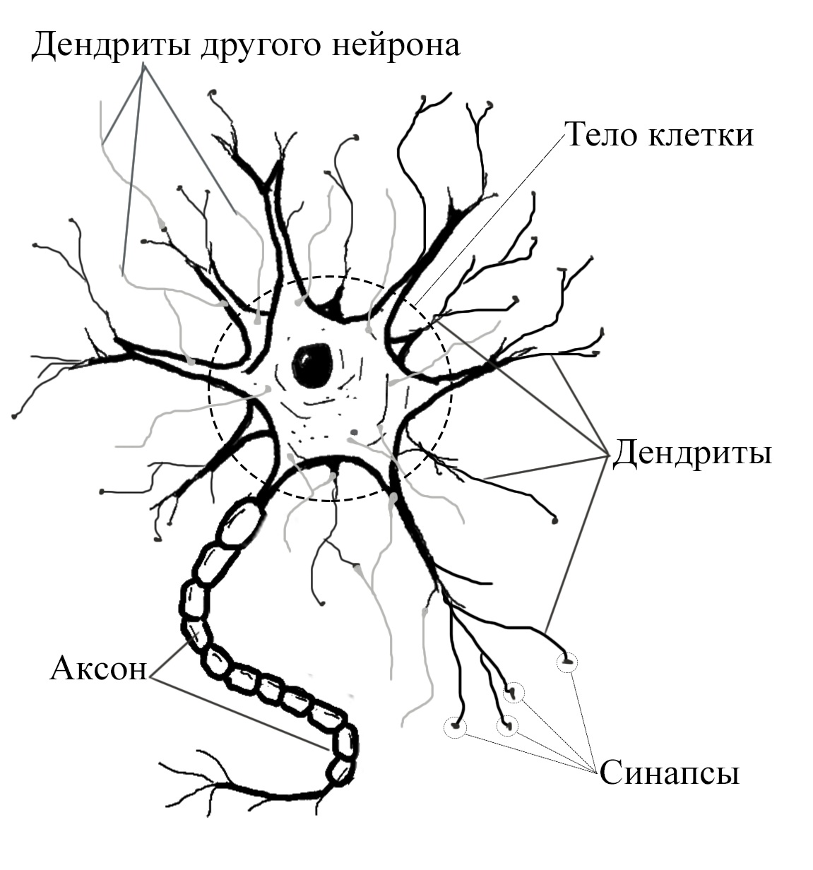 нейрон