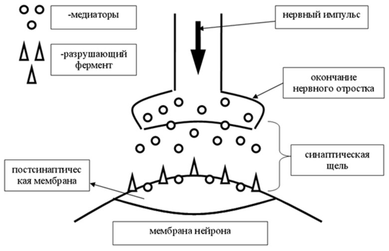 Как работает наш мозг или как смоделировать душу? - 4