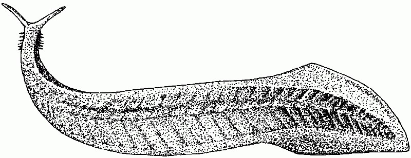 3D-печать в палеонтологии – «воскрешаем» организмы, вымершие миллионы лет назад - 6 Реконструкция пикайи