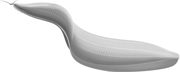 3D-печать в палеонтологии – «воскрешаем» организмы, вымершие миллионы лет назад - 7 Более новая возможная реконструкция внешнего облика Pikaia gracilens. Изображение из обсуждаемой статьи в Biological Reviews (Simon, Caron, 2012)