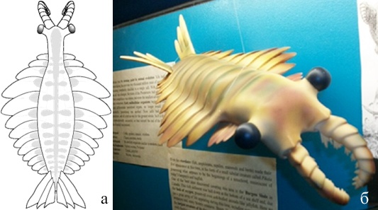 Модель Anomalocaris   canadensis  (Whittington, Briggs, 1996) и Модель Anomalocaris в National Dinosaur Museum, Canberra, Australia. (Википедия)