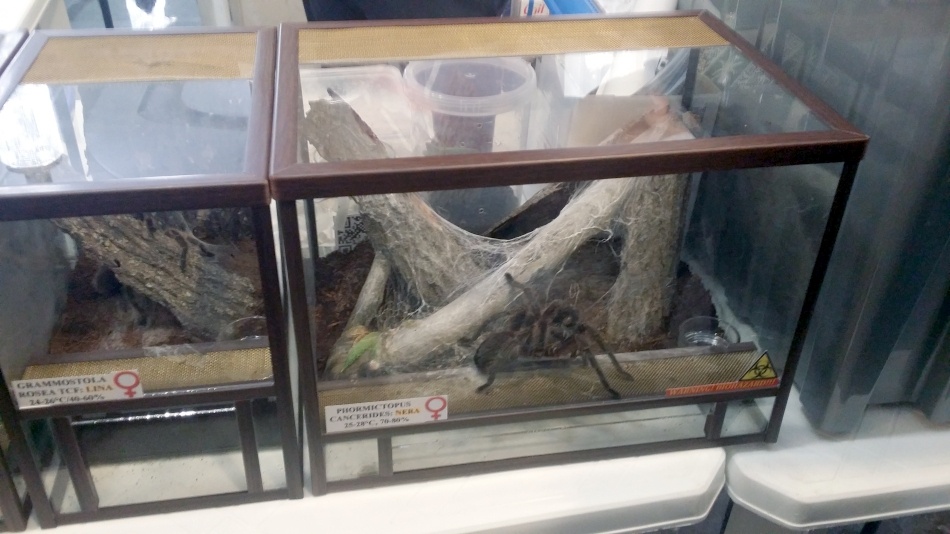 Репортаж с Фестиваля Науки 2015 — сумбурные заметки зрителя и участника - 6 Репортаж с Фестиваля Науки 2015 — сумбурные заметки зрителя и участника - 6