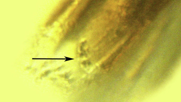 В блохе из куска янтаря возрастом 20 млн лет нашли чумную палочку - 2