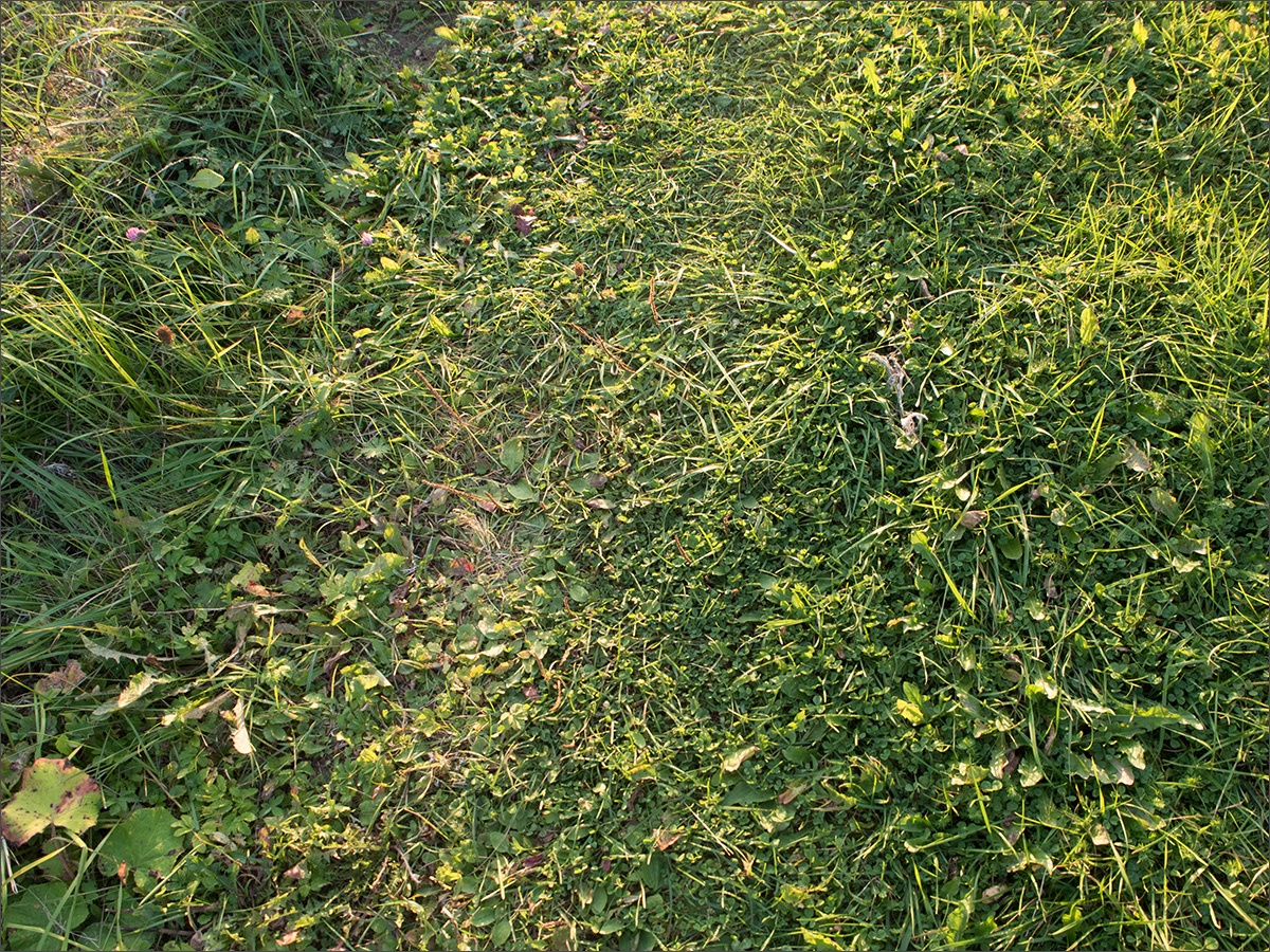 Olympus Pen E-PL7: качество съёмки | Часть 1 — программный автомат и «зелёный» режим - 37