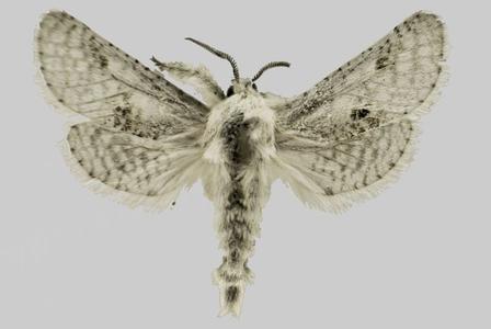 На eBay продают право назвать новый вид мотыльков - 1 image