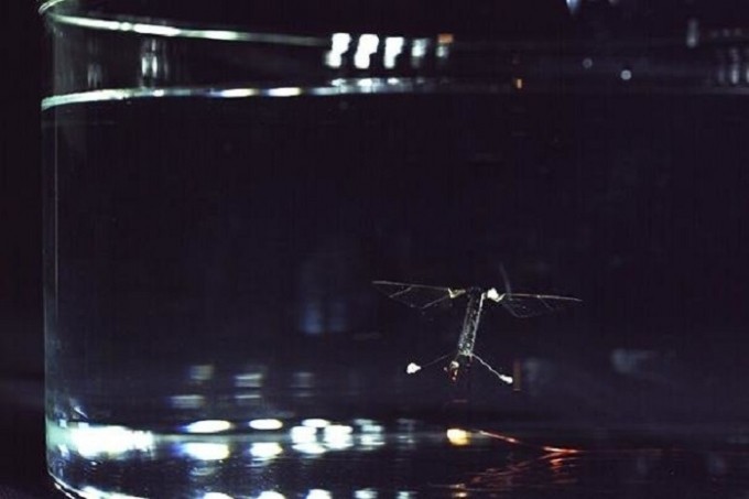 RoboBee: первый в мире летающий робот-подводная лодка - 1 RoboBee: первый в мире летающий робот-подводная лодка - 1