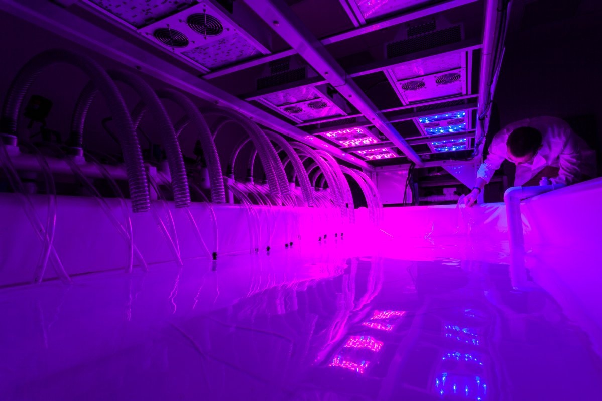 Американская Solix Algredients инвестирует $5 миллионов в российский R&D-центр по выращиванию микроводорослей - 1 image