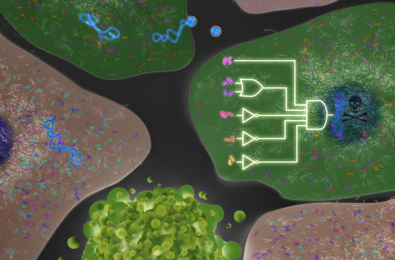 Обнаружен и исследован альтернативный механизм питания раковой клетки - 1 Обнаружен и исследован альтернативный механизм питания раковой клетки - 1