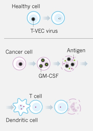 Первый генетически модифицированный вирус одобрен для лечения рака - 2