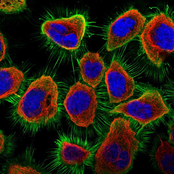 Игроки Eve Online будут классифицировать белки человеческого организма - 2 image