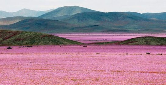 Самая сухая пустыня на Земле покрылась розовыми цветами - 1 1