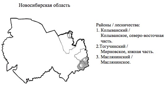 Пихтовые леса Сибири уничтожают жуки размером два миллиметра - 10