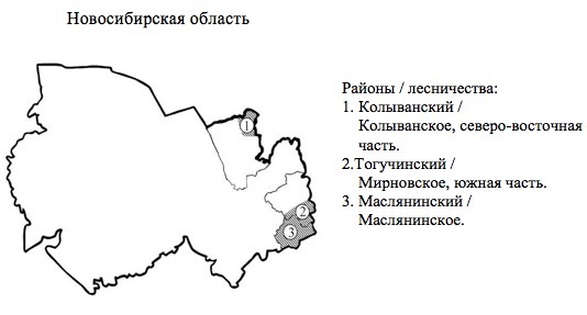 Пихтовые леса Сибири уничтожают жуки размером два миллиметра - 10