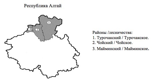 Пихтовые леса Сибири уничтожают жуки размером два миллиметра - 12