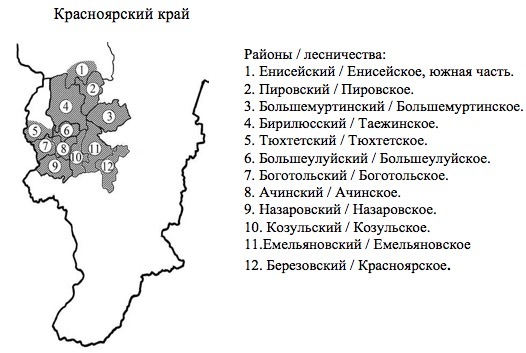 Пихтовые леса Сибири уничтожают жуки размером два миллиметра - 13