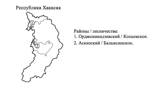 Пихтовые леса Сибири уничтожают жуки размером два миллиметра - 14