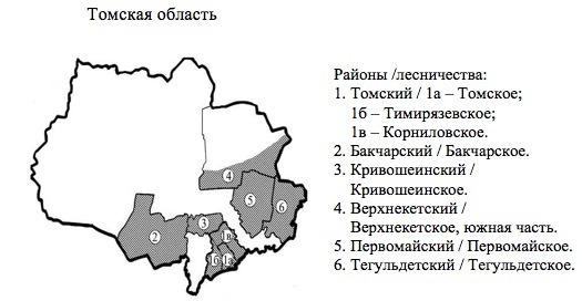 Пихтовые леса Сибири уничтожают жуки размером два миллиметра - 8