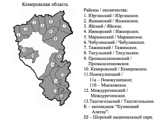 Пихтовые леса Сибири уничтожают жуки размером два миллиметра - 9