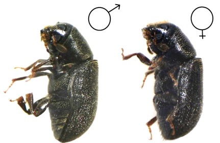 Пихтовые леса Сибири уничтожают жуки размером два миллиметра - 1 Пихтовые леса Сибири уничтожают жуки размером два миллиметра - 1