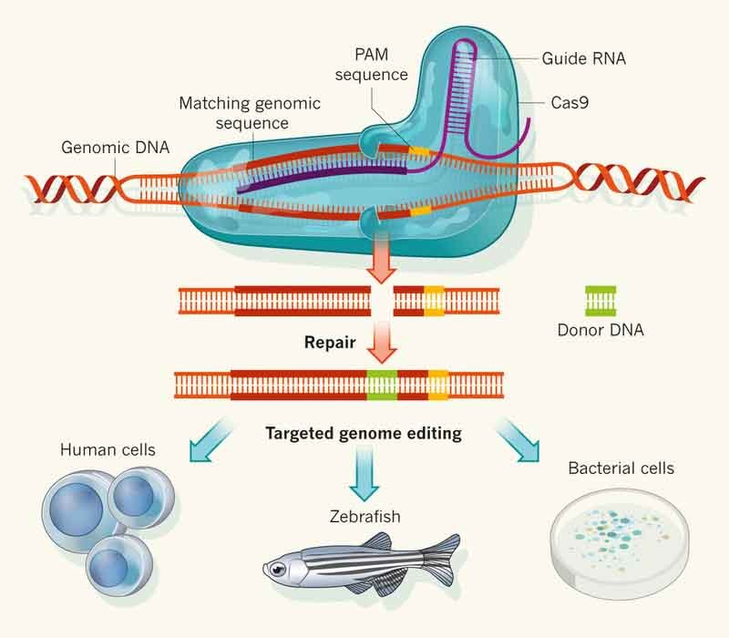 Технику редактирования генов CRISPR испытают на людях в 2017 году - 1