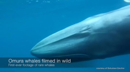 Один из самых загадочных китов в мире впервые запечатлен на камеру - 1 1