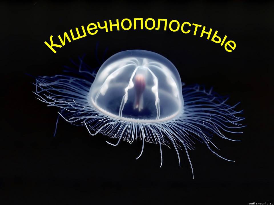 Эволюция животных как серия технологических прорывов - 4