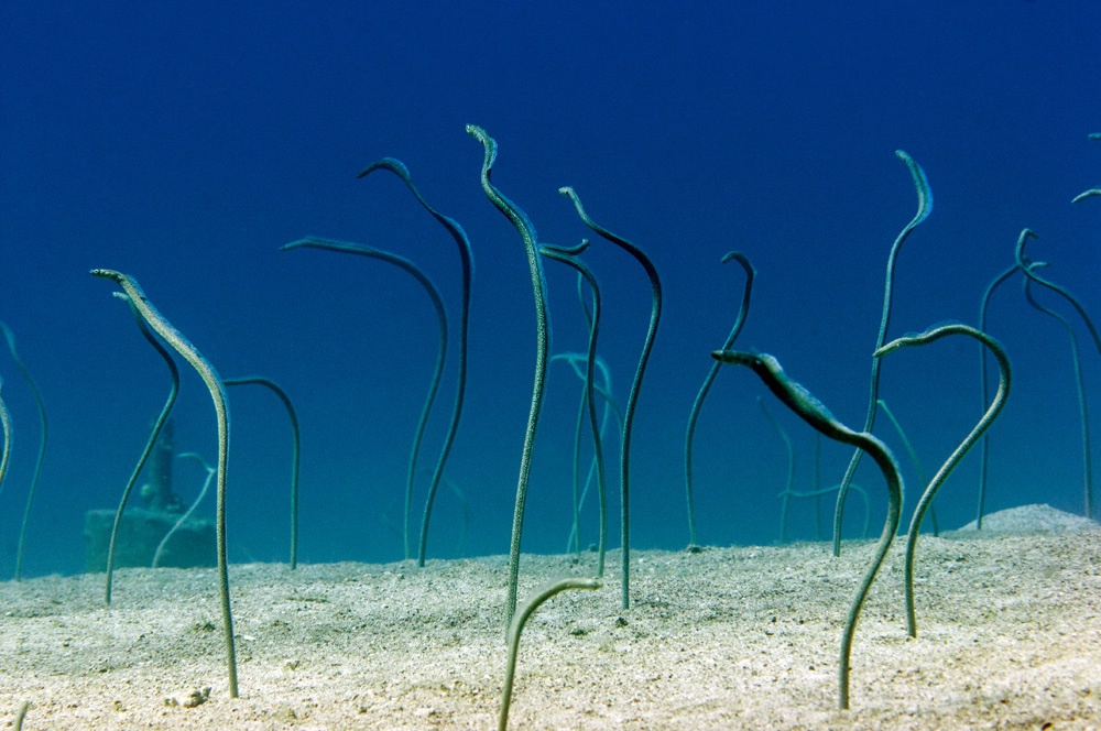 Эволюция животных как серия технологических прорывов - 6