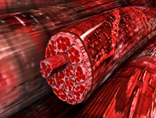 Эволюция животных как серия технологических прорывов - 7