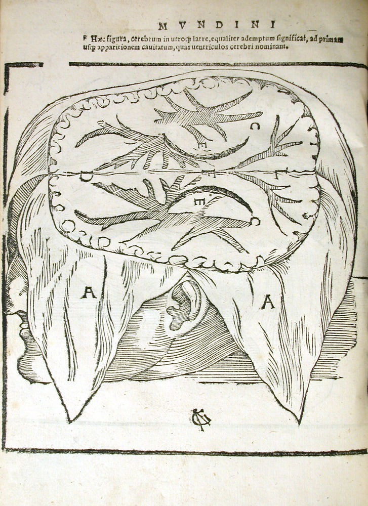 История изучения мозга от Древнего Египта до начала XX века - 13 История изучения мозга от Древнего Египта до начала XX века - 13