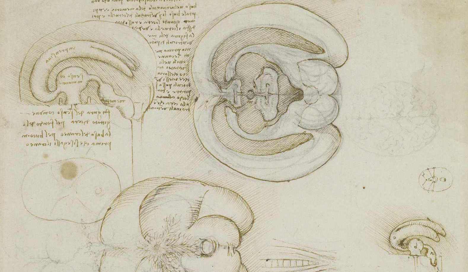 История изучения мозга от Древнего Египта до начала XX века - 15 История изучения мозга от Древнего Египта до начала XX века - 15