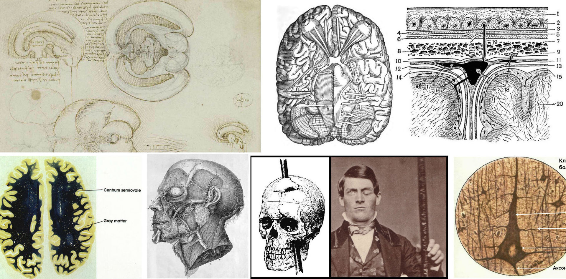 История изучения мозга от Древнего Египта до начала XX века - 2