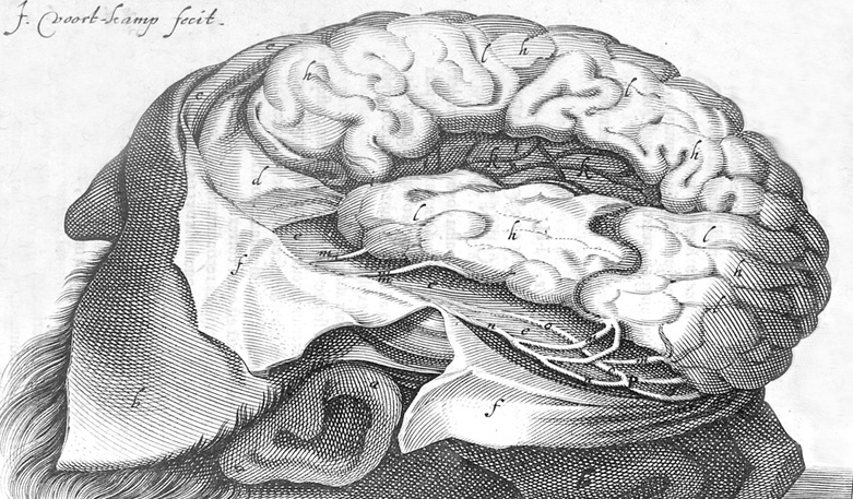 История изучения мозга от Древнего Египта до начала XX века - 23