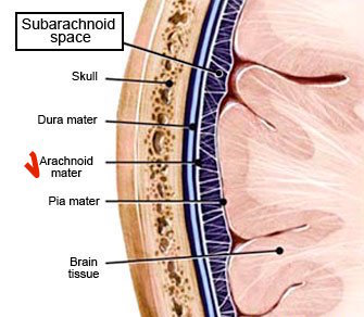 История изучения мозга от Древнего Египта до начала XX века - 26 История изучения мозга от Древнего Египта до начала XX века - 26