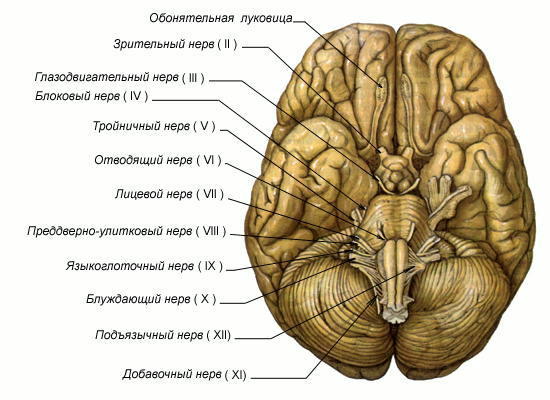 История изучения мозга от Древнего Египта до начала XX века - 28