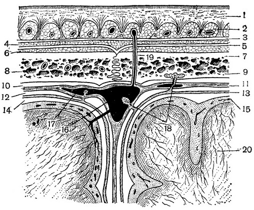 История изучения мозга от Древнего Египта до начала XX века - 31 История изучения мозга от Древнего Египта до начала XX века - 31