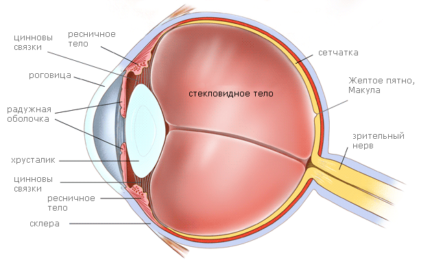 История изучения мозга от Древнего Египта до начала XX века - 36 История изучения мозга от Древнего Египта до начала XX века - 36