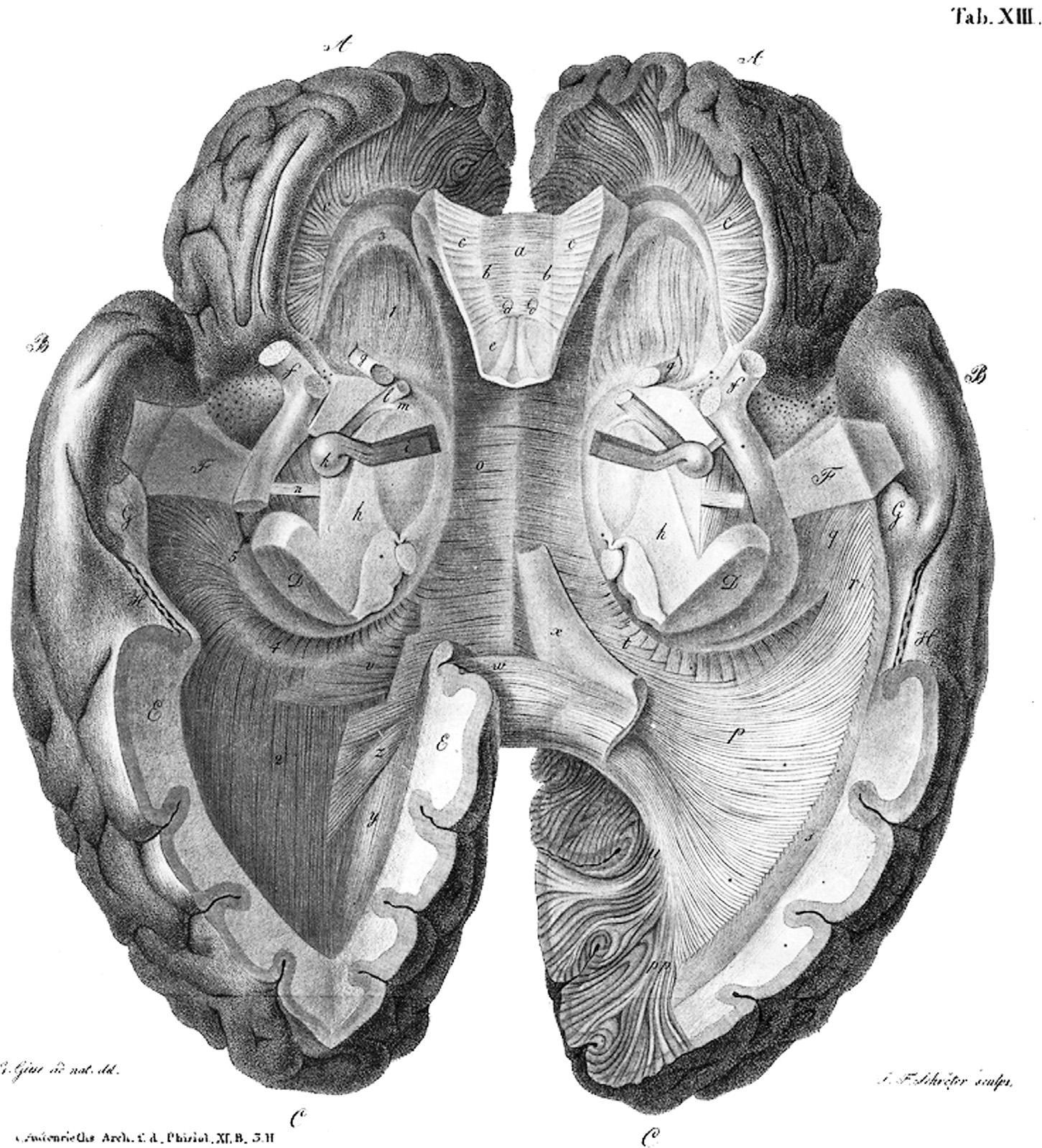 История изучения мозга от Древнего Египта до начала XX века - 40 История изучения мозга от Древнего Египта до начала XX века - 40