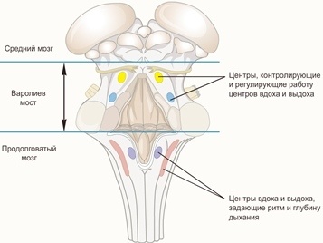 История изучения мозга от Древнего Египта до начала XX века - 43