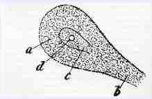 История изучения мозга от Древнего Египта до начала XX века - 50 История изучения мозга от Древнего Египта до начала XX века - 50