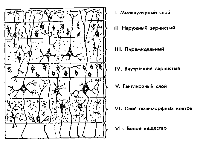 История изучения мозга от Древнего Египта до начала XX века - 52 История изучения мозга от Древнего Египта до начала XX века - 52