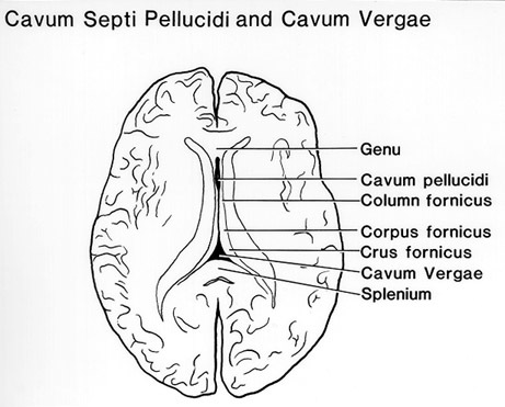 История изучения мозга от Древнего Египта до начала XX века - 56 История изучения мозга от Древнего Египта до начала XX века - 56